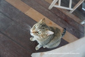 Cheval Blanc St. Barts - Breakfast Cat Easter Izumi Ogawa Vision Travel