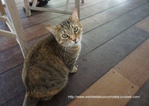 Cheval Blanc St. Barts - Breakfast Cat Easter Izumi Ogawa Vision Travel
