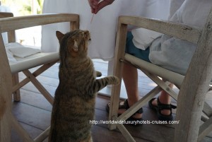 Cheval Blanc St. Barts - Breakfast Cat Easter Izumi Ogawa Vision Travel