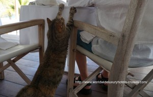Cheval Blanc St. Barts - Breakfast Cat Easter Izumi Ogawa Vision Travel