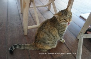 Cheval Blanc St. Barts - Breakfast Cat Easter Izumi Ogawa Vision Travel