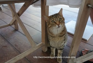 Cheval Blanc St. Barts - Breakfast Cat Easter Izumi Ogawa Vision Travel