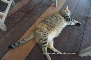 Cheval Blanc St. Barts - Breakfast Cat Easter Izumi Ogawa Vision Travel
