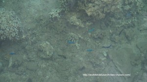 Paul Gauguin Cruises Tahiti & Society Islands Luxury Travel Virtuoso Izumi Ogawa Trip agent vacation advisor Vision French Polynesia Cruise ship boat huahine