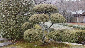 Kokedera Moss Temple Kyoto Tokyo Luxury Travel Japan Izumi Ogawa Trip Vision