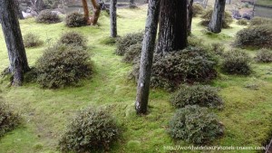 Kokedera Moss Temple Kyoto Tokyo Luxury Travel Japan Izumi Ogawa Trip Vision