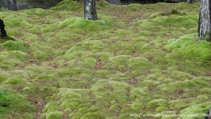 Kokedera Moss Temple Kyoto Tokyo Luxury Travel Japan Izumi Ogawa Trip Vision