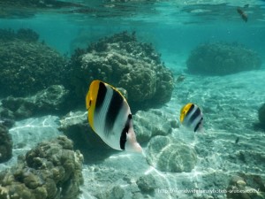 Paul Gauguin Cruises Tahiti & Society Islands Luxury Travel Virtuoso Izumi Ogawa Trip agent vacation advisor Vision French Polynesia Cruise ship boat tahaa