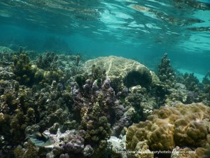 Paul Gauguin Cruises Tahiti & Society Islands Luxury Travel Virtuoso Izumi Ogawa Trip agent vacation advisor Vision French Polynesia Cruise ship boat tahaa