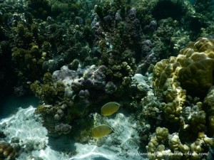 Paul Gauguin Cruises Tahiti & Society Islands Luxury Travel Virtuoso Izumi Ogawa Trip agent vacation advisor Vision French Polynesia Cruise ship boat tahaa
