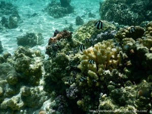 Paul Gauguin Cruises Tahiti & Society Islands Luxury Travel Virtuoso Izumi Ogawa Trip agent vacation advisor Vision French Polynesia Cruise ship boat tahaa