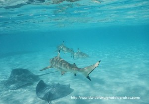 Paul Gauguin Cruises Tahiti & Society Islands Luxury Travel Virtuoso Izumi Ogawa Trip agent vacation advisor Vision French Polynesia Cruise ship boat ocean water sand beach Moorea shark stingray