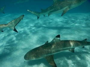 Paul Gauguin Cruises Tahiti & Society Islands Luxury Travel Virtuoso Izumi Ogawa Trip agent vacation advisor Vision French Polynesia Cruise ship boat ocean water sand beach Moorea shark stingray