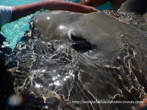 Paul Gauguin Cruises Tahiti & Society Islands Luxury Travel Virtuoso Izumi Ogawa Trip agent vacation advisor Vision French Polynesia Cruise ship boat ocean water sand beach Moorea shark stingray