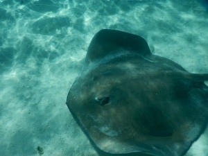 Paul Gauguin Cruises Tahiti & Society Islands Luxury Travel Virtuoso Izumi Ogawa Trip agent vacation advisor Vision French Polynesia Cruise ship boat ocean water sand beach Moorea shark stingray