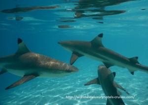 Paul Gauguin Cruises Tahiti & Society Islands Luxury Travel Virtuoso Izumi Ogawa Trip agent vacation advisor Vision French Polynesia Cruise ship boat ocean water sand beach Moorea shark stingray