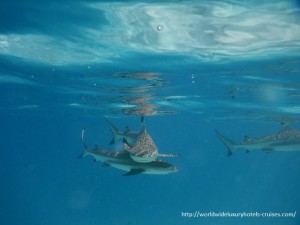 Paul Gauguin Cruises Tahiti & Society Islands Luxury Travel Virtuoso Izumi Ogawa Trip agent vacation advisor Vision French Polynesia Cruise ship boat ocean water sand beach Moorea shark stingray