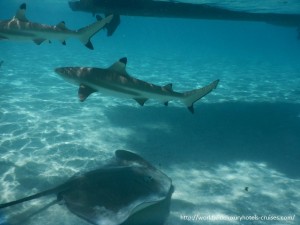 Paul Gauguin Cruises Tahiti & Society Islands Luxury Travel Virtuoso Izumi Ogawa Trip agent vacation advisor Vision French Polynesia Cruise ship boat ocean water sand beach Moorea shark stingray