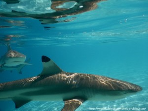 Paul Gauguin Cruises Tahiti & Society Islands Luxury Travel Virtuoso Izumi Ogawa Trip agent vacation advisor Vision French Polynesia Cruise ship boat ocean water sand beach Moorea shark stingray