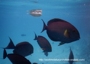 St. Regis Resort Bora Bora overwater bungalow snorkel room bath bed Tahiti Society Islands Luxury Travel Virtuoso Izumi Ogawa Trip agent vacation advisor Vision French Polynesia Cruise ship boat ocean water sand beach