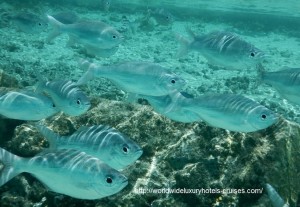 St. Regis Resort Bora Bora overwater bungalow snorkel room bath bed Tahiti Society Islands Luxury Travel Virtuoso Izumi Ogawa Trip agent vacation advisor Vision French Polynesia Cruise ship boat ocean water sand beach