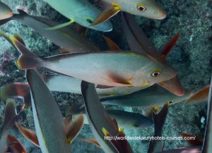 St. Regis Resort Bora Bora overwater bungalow snorkel room bath bed Tahiti Society Islands Luxury Travel Virtuoso Izumi Ogawa Trip agent vacation advisor Vision French Polynesia Cruise ship boat ocean water sand beach