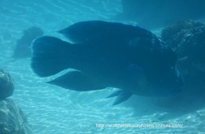 St. Regis Resort Bora Bora overwater bungalow snorkel room bath bed Tahiti Society Islands Luxury Travel Virtuoso Izumi Ogawa Trip agent vacation advisor Vision French Polynesia Cruise ship boat ocean water sand beach