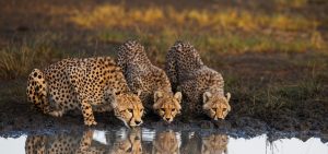 Tanzania